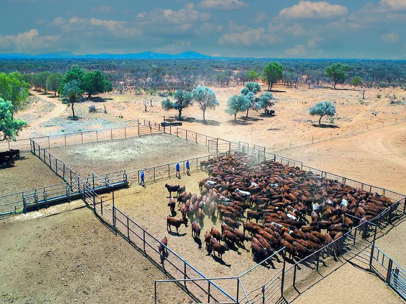 Cattle & Sheep Stations - M&P Vertebrate Pest Control Services Australia