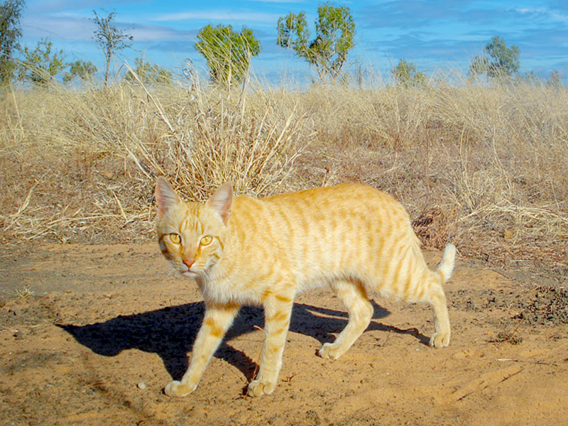 Feral Cats - Pest Control Australia: M&P Vertebrate Pest Control