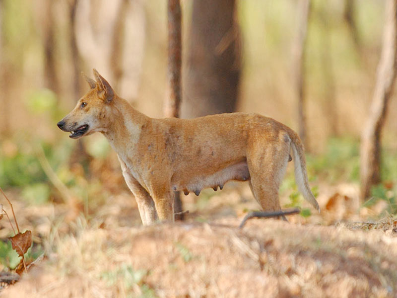 Feral Dogs - Pest Control Australia: M&P Vertebrate Pest Control