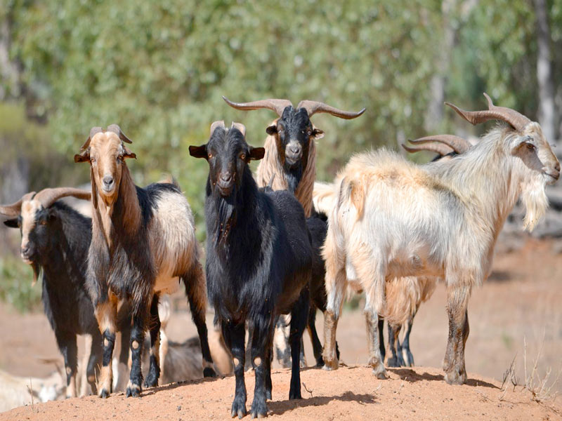 Feral Goats - Pest Control Australia: M&P Vertebrate Pest Control