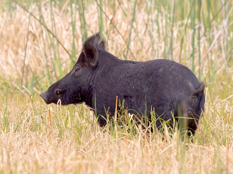 Feral Pigs - Pest Control Australia: M&P Vertebrate Pest Control