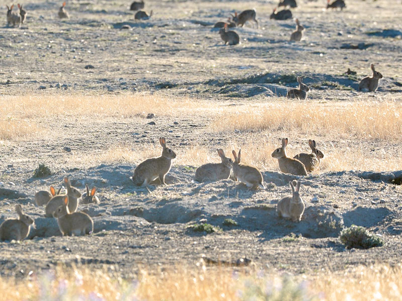 Feral Rabbits - Pest Control Australia: M&P Vertebrate Pest Control