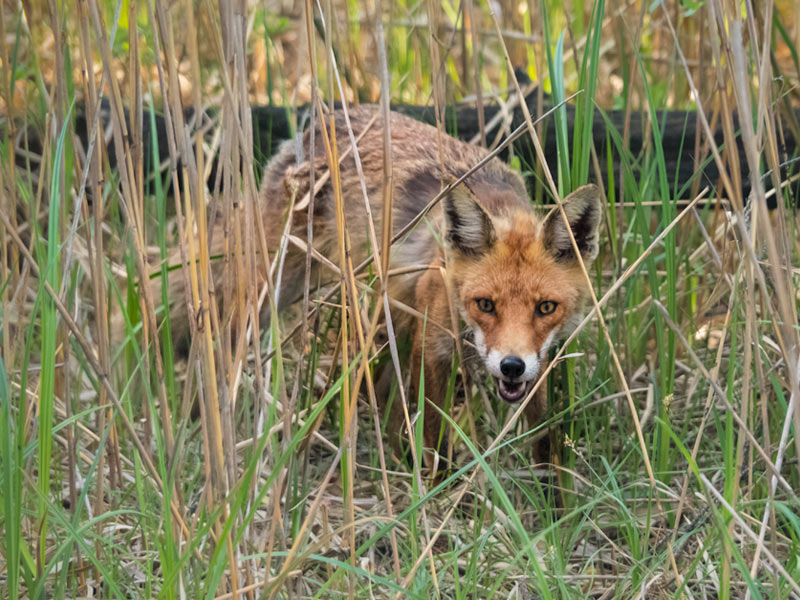 Foxes - Pest Control Australia: M&P Vertebrate Pest Control