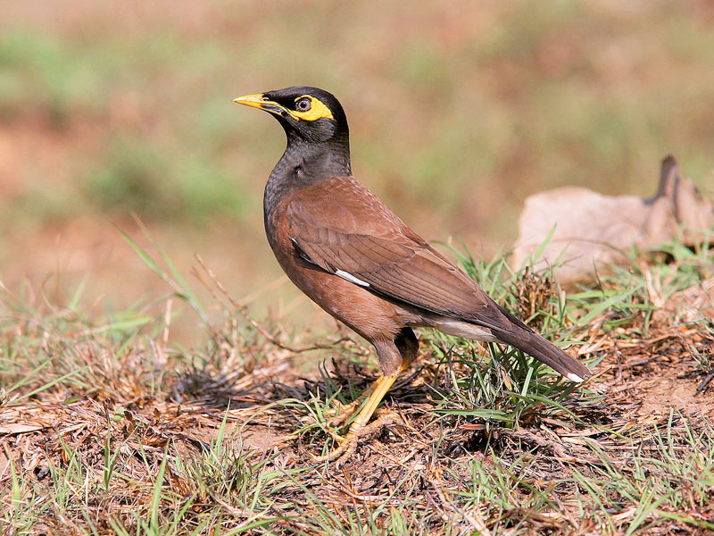 Indian Myna Bird Control - Pest Control Australia: M&P Vertebrate Pest Control