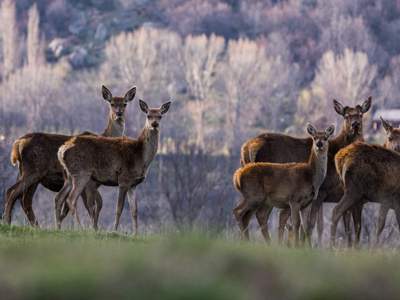 Wild & Feral Deer - Pest Control Australia: M&P Vertebrate Pest Control