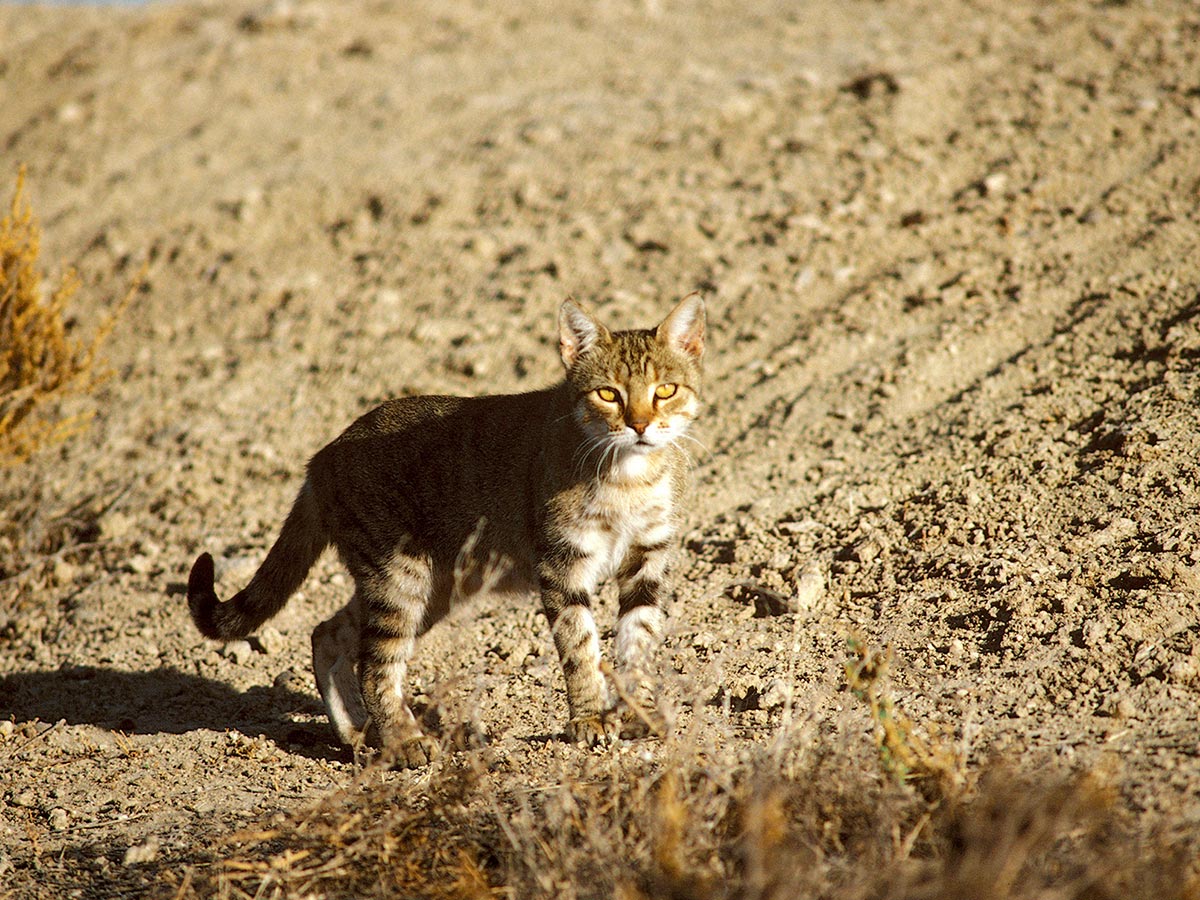 Remove Feral Cats in Australia | M&P Vertebrate Pest Control