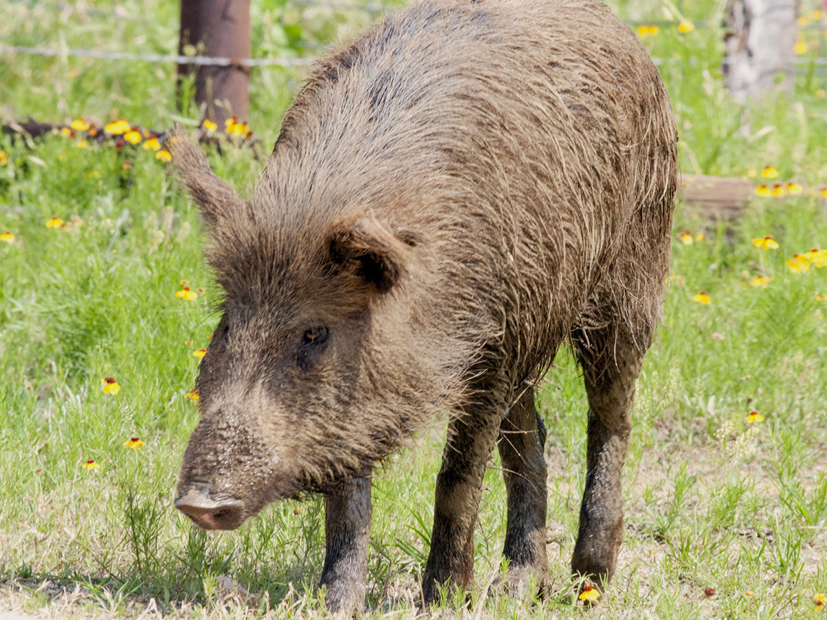 Remove Feral Pigs in Australia | M&P Vertebrate Pest Control